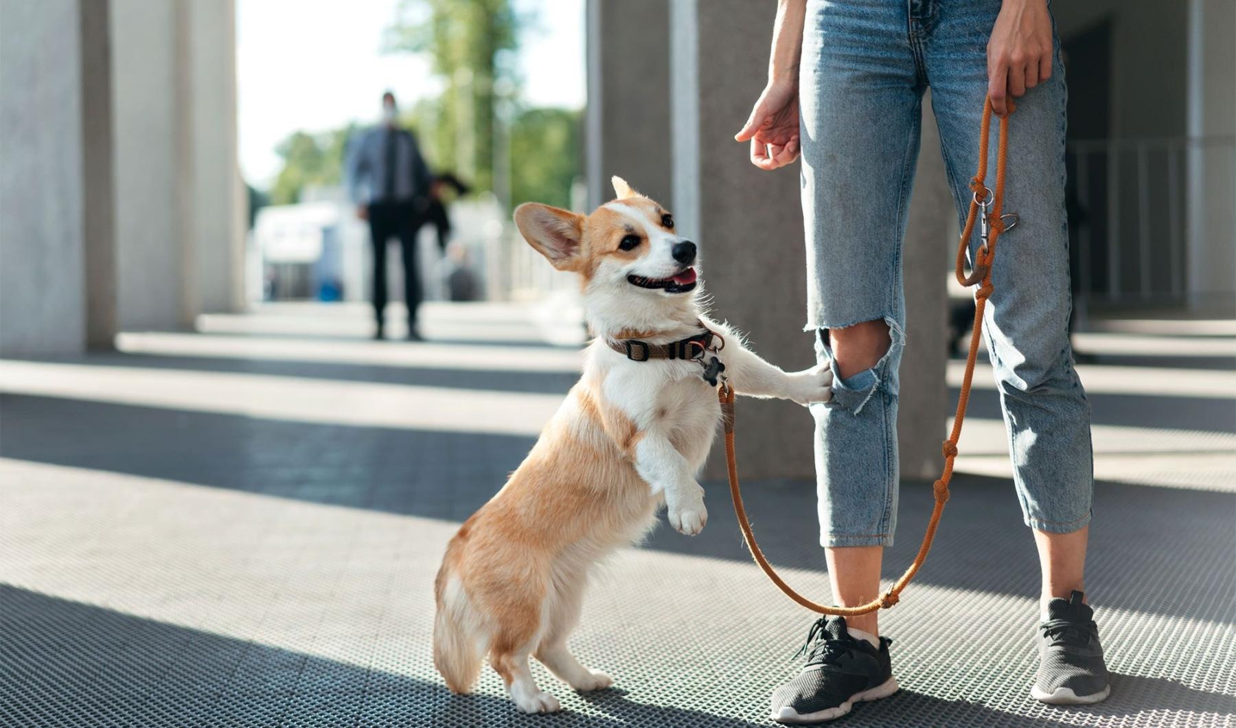 We welcome your pet family a dog on a leash